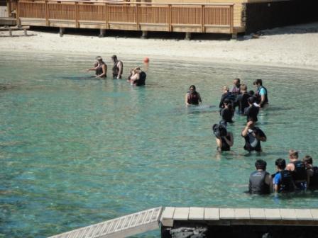 Dolphin Encounter Hawaii Hilton